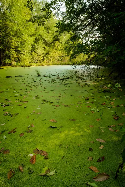 Verde Algas Cubierto Pantano Verano Día Paisaje —  Fotos de Stock