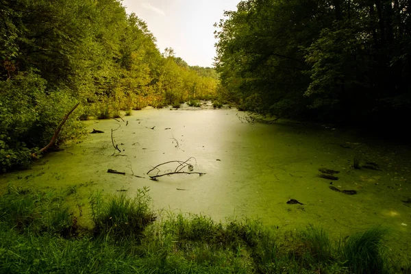 Grüne Algen Bedeckt Sümpfe Sommer Tag Landschaft — Stockfoto