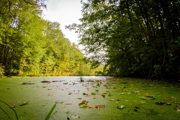 Green Algae Covered Swamp Summer Day Landscape — Stock Photo, Image