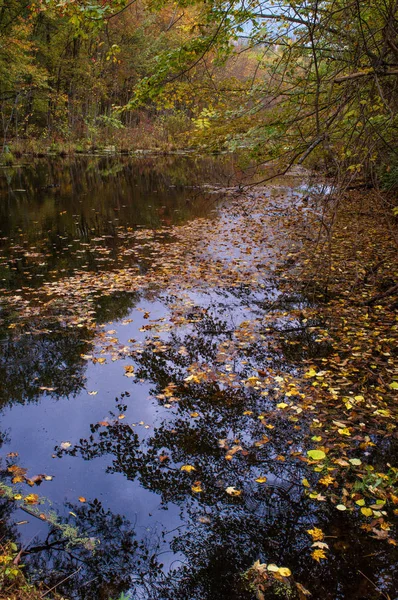 カラフルな秋の池と肌寒い曇りの日 — ストック写真