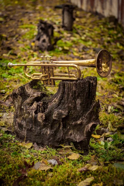 Φθινόπωρο Τζαζ Τρομπέτα Όργανο Στέκεται Μόνη Της Στη Φύση — Φωτογραφία Αρχείου