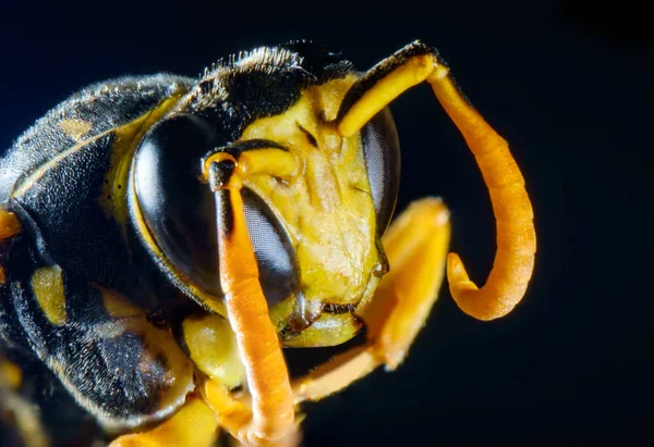 Aşırı Kapatmak Makro Korkunç Kağıt Wasp Gözünüzü Dört Açın — Stok fotoğraf