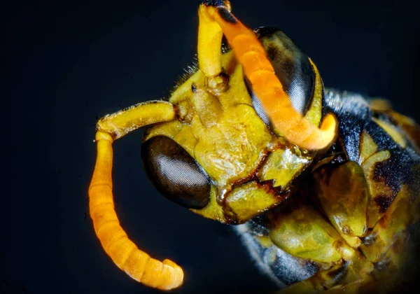 Extrémní Zblízka Makro Děsivé Papíru Wasp Oči — Stock fotografie