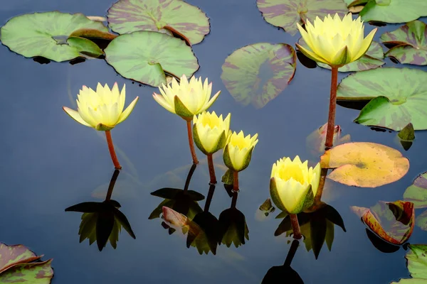 Closeup Gele Innerlijke Licht Hardy Waterlily Bloemen — Stockfoto