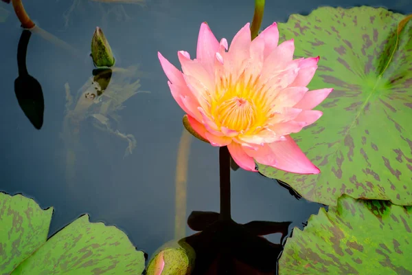 Primer Plano Rosa Resistente Ninfa Flor Acuática Cultivar — Foto de Stock