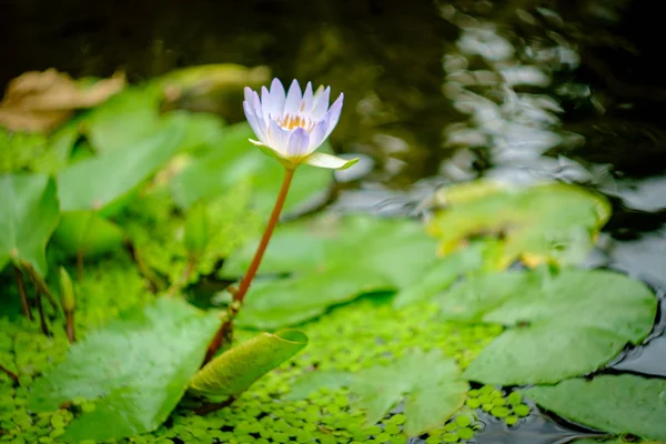 Gros Plan Fleur Lotus Bleu Avec Stylisé Faible Profondeur Champ — Photo