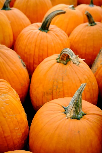 Many Ripe Pumpkins Display Local Farmers Market Stock Image