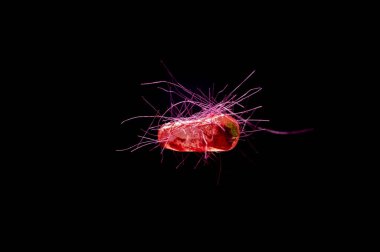 Escherichia coli Ecoli bakteri sağlık kavramı da bilinen