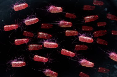 Escherichia coli Ecoli bakteri sağlık kavramı da bilinen
