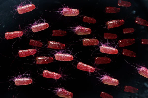 대장균도 Ecoli 박테리아 개념으로 알려진 — 스톡 사진