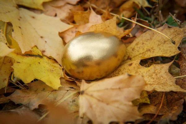 Concepto Modismo Huevo Oro Con Hojas Otoño Colores — Foto de Stock