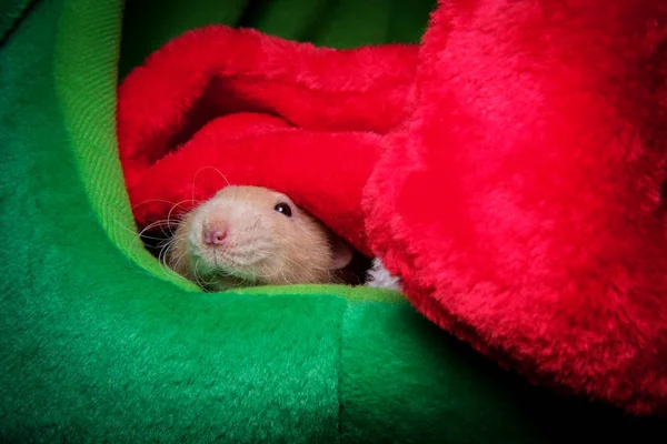 Bas de Noël pour animaux de compagnie Rat — Photo