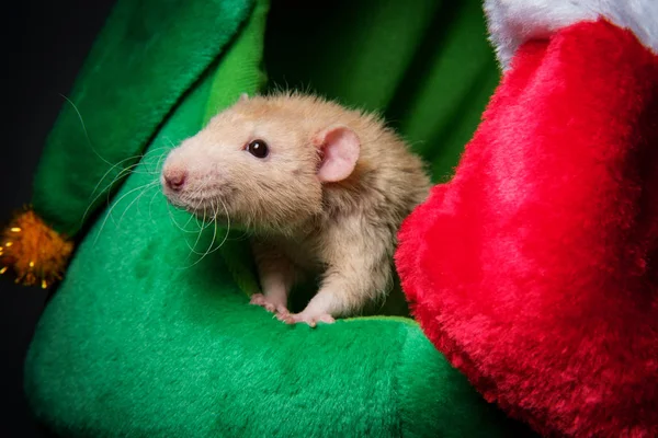 Weihnachtsstrumpfhosenratte — Stockfoto