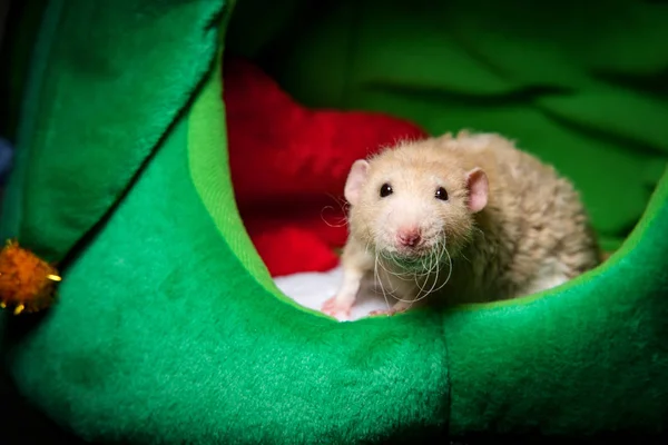 Medias de Navidad Pet Rat —  Fotos de Stock