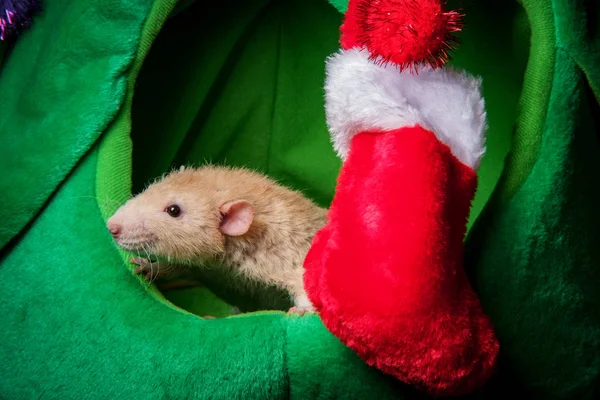 Medias de Navidad Pet Rat —  Fotos de Stock