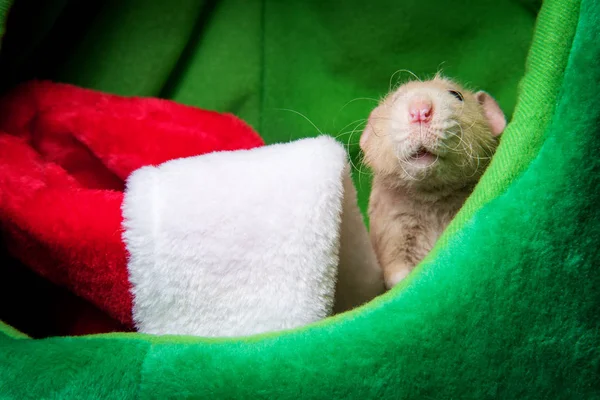 Bas de Noël pour animaux de compagnie Rat — Photo