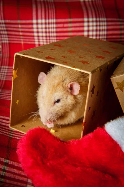 Χριστουγεννιάτικη κάλτσα κατοικίδιο ποντίκι — Φωτογραφία Αρχείου