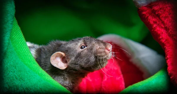 Weihnachtsstrumpfhosenratte — Stockfoto