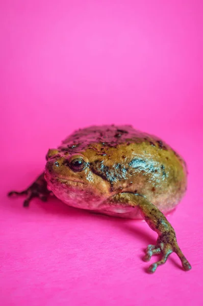 Asiático Bullfrog Gordinha Sapo — Fotografia de Stock