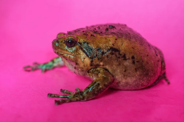 Asiatico bullfrog paffuto rana — Foto Stock