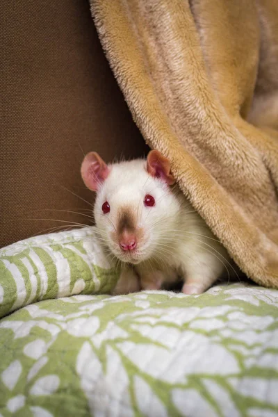 Sofá de rata mascota de lujo —  Fotos de Stock