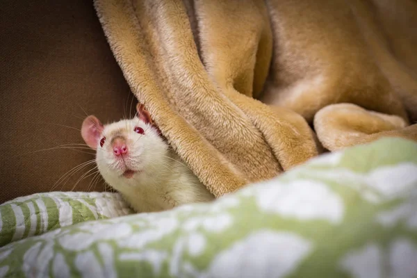Fantazyjny PET rat sofa — Zdjęcie stockowe