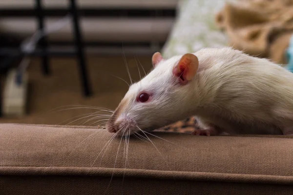 Sofá de rata mascota de lujo —  Fotos de Stock