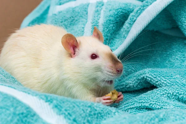 Sofá de rata mascota de lujo —  Fotos de Stock