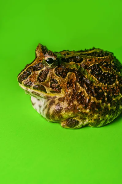 Horned Pacman żaba — Zdjęcie stockowe