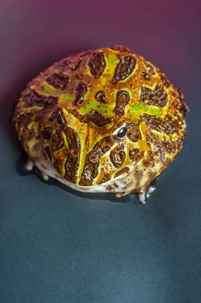 Horned Pacman żaba — Zdjęcie stockowe