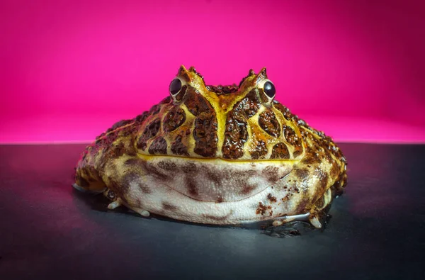 Рогатая лягушка — стоковое фото
