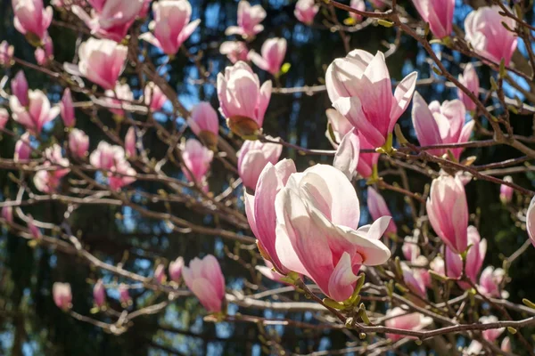 Magnolia Tulip Tree