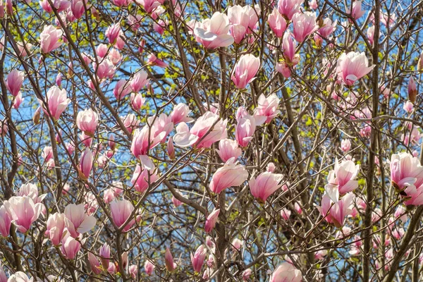 Magnolia Tulip Tree