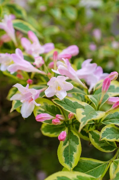 Old Fashioned Weigela Flowers — Stock Photo, Image