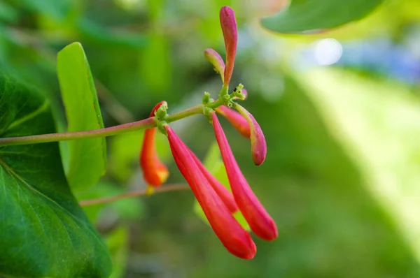 Trumpet Honeysuckle Flower Buds — Stock Photo, Image