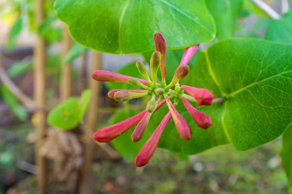 Buds de flor de madressilva trompete — Fotografia de Stock
