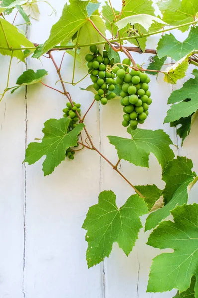 Zomer groene druif Vine — Stockfoto