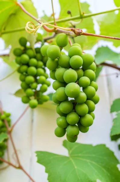 Zomer groene druif Vine — Stockfoto
