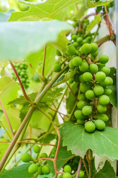 Zomer groene druif Vine — Stockfoto