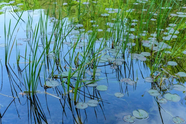 Reeds Waterlilies Lake — Stock Photo, Image