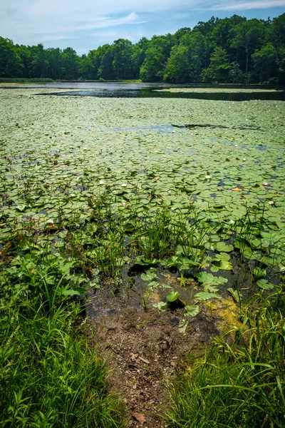 Verano Lilypads lago —  Fotos de Stock