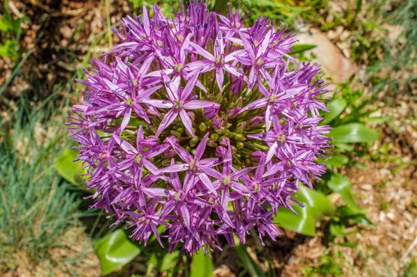 Квіти Гладіатор декоративні цибуля — стокове фото