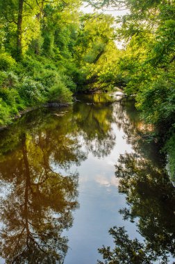 Akarsu Orman Yansımaları