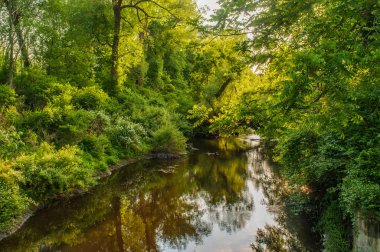 Akarsu Orman Yansımaları
