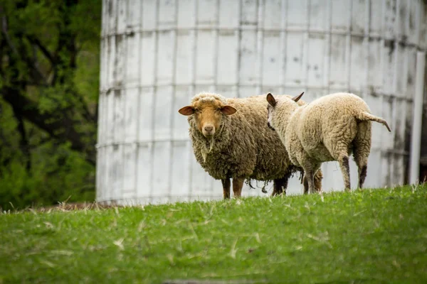 Exploração de ovinos Primavera — Fotografia de Stock