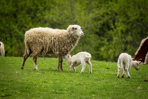 Koyun Çiftliği İlkbahar — Stok fotoğraf
