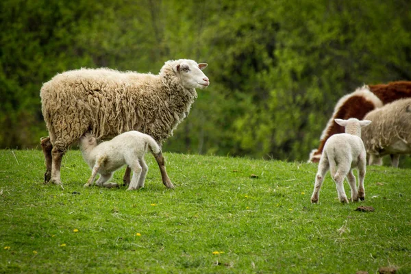 Koyun Çiftliği İlkbahar — Stok fotoğraf