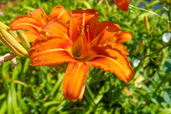 Summer Orange Daylily Fleurs — Photo