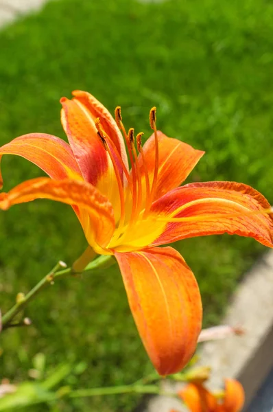 Summer Orange Daylily Fleurs — Photo