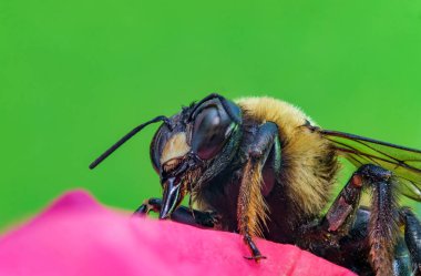 Makro Bumblebee Çiçek